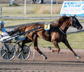 1 Alf Red - Per Nordström | Jägersro 260429 Foto: Stefan Olsson
