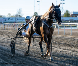 1 Alf Red, Per Nordström | Jägersro 260429 Foto: Stefan Olsson