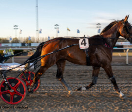 5 Alvena Roy - Johan Untersteiner | Jägersro 260429 Foto: Stefan Olsson