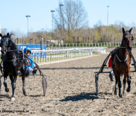 6 Crew Lane, Johan Untersteiner och Navigare, Adrian Kolgjini (dött lopp) | Jägersro 260421 Foto: Stefan Olsson