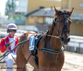 02 Silpinge Scarlet - Viktor Blücher | Jägersro 260523 Foto: Stefan Olsson