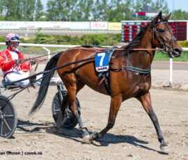 02 Silpinge Scarlet - Viktor Blücher | Jägersro 260523 Foto: Stefan Olsson