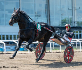 04 Our Brodde o Johan Untersteiner | Jägersro 260526 Foto: Stefan Olsson