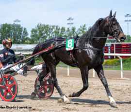 04 Our Brodde o Johan Untersteiner | Jägersro 260526 Foto: Stefan Olsson