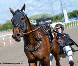 07 In the Wind Gar o Robin Bakker | Jägersro 260514 Foto: Stefan Olsson