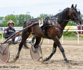07 ThunderboltVictory o Johan Untersteiner | Jägersro 260526 Foto: Stefan Olsson