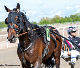 09 Gomari o Adrian Kolgjini | Jägersro 260514 Foto: Stefan Olsson