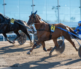 1 Yalla Yalla - Markus Waldmüller | Jägersro 260505 Foto: Stefan Olsson