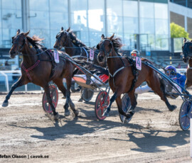 10 Honey Orchard o Anders Svanstedt / Have a Drink on Me o Johan Untersteiner Jägersro 260514 Foto: Stefan Olsson