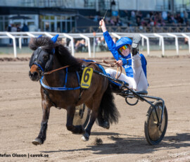22 Månstorps Yuppi och Thilde Forsberg-Borg | Jägersro 260514 Foto: Stefan Olsson