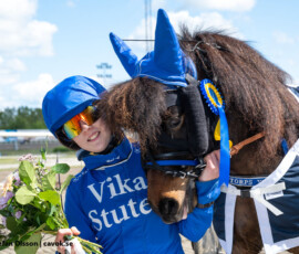 22 Månstorps Yuppi och Thilde Forsberg-Borg | Jägersro 260514 Foto: Stefan Olsson
