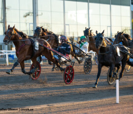 6 Moonshine Mearas - Johan Untersteiner | Jägersro 260505 Foto: Stefan Olsson