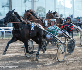 02 Kings Wizard o Thomas Uhrberg | Jägersro 260602 | Foto: Stefan Olsson