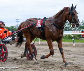 03 Steady Express o Johan Untersteiner | Jägersro 260616 | Foto: Stefan Olsson