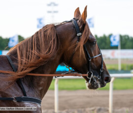 06 Kaboom D.K. | Jägersro 260602 | Foto: Stefan Olsson