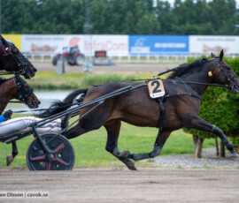 07 Eugenius Face o Dante Kolgjini | Jägersro 260616 | Foto: Stefan Olsson