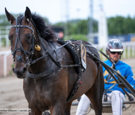 07 Eugenius Face o Dante Kolgjini | Jägersro 260616 | Foto: Stefan Olsson