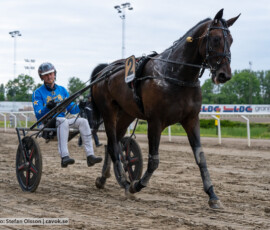 07 Eugenius Face o Dante Kolgjini | Jägersro 260616 | Foto: Stefan Olsson