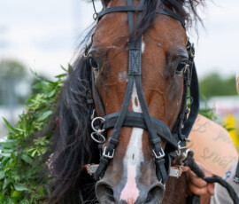 08 Ilias d'Arc | Jägersro 260728 | Foto: Stefan Olsson