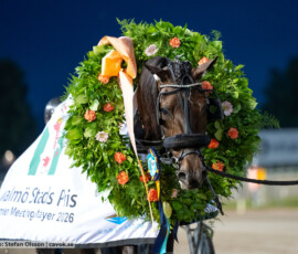 11 Mr Carnation | Jägersro 260728 | Foto: Stefan Olsson