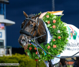 11 Mr Carnation | Jägersro 260728 | Foto: Stefan Olsson