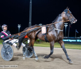 12 Golden Sunrise o Adrian Kolgjini | Jägersro 260728 | Foto: Stefan Olsson