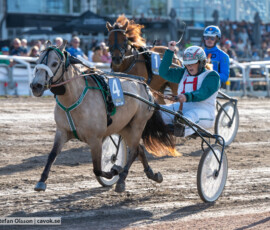 22 Mini Åbergs: Zantos Z o Hannah Norredahl | Jägersro 260728 | Foto: Stefan Olsson