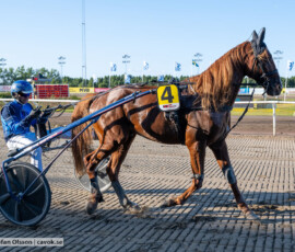 01 Pure Custom Cowboy o Ole Johan Östre | Jägersro 260811 | Foto: Stefan Olsson