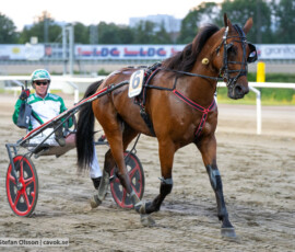 07 Global Futurity o Peter Arnqvist | Jägersro 260811 | Foto: Stefan Olsson