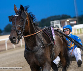 Shejk och Max Säker Lysell | Jägersro 260827 | Foto: Stefan Olsson