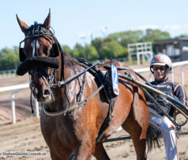 Indeed och Ken Ecce | Jägersro 260922 | Foto: Stefan Olsson