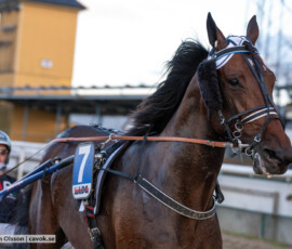 Reidar di Quattro och Tyler Mifsud | Jägersro 260916 | Foto: Stefan Olsson