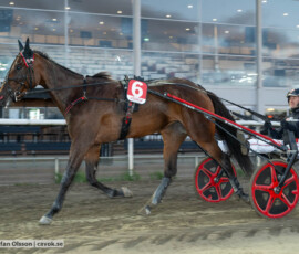 Cruiser och Johan Untersteiner | Jägersro 260916 | Foto: Stefan Olsson