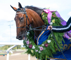 Derbystoet: Meditate | Jägersro 260906 | Foto: Stefan Olsson