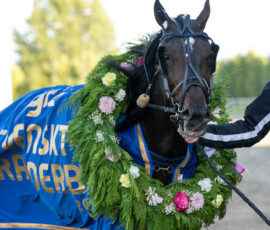 Svenskt Travderby: Mellby Narrow | Jägersro 260906 | Foto: Stefan Olsson