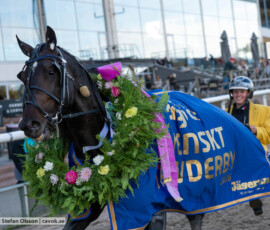 Svenskt Travderby: Mellby Narrow och Lisa Gilljam | Jägersro 260906 | Foto: Stefan Olsson