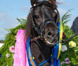Svenskt Ponnytravderby kat A: Mr Findus | Jägersro 260906 | Foto: Stefan Olsson