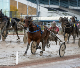 Blue Star och Bo Örberg | Jägersro 261017 | Foto: Stefan Olsson