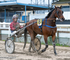 Blue Star och Bo Örberg | Jägersro 261017 | Foto: Stefan Olsson