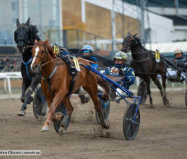 Mystic des Thuyas och Conrad Lugauer | Jägersro 261024 | Foto: Stefan Olsson