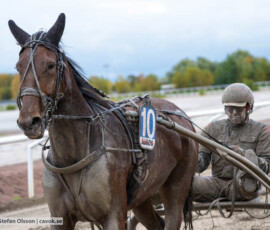 Bopperstreetgirl och Svend Dyhrberg | Jägersro 261017 | Foto: Stefan Olsson