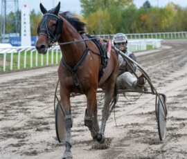 All That Matters och Ida Lindberg | Jägersro 261017 | Foto: Stefan Olsson