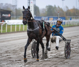 Don Quijote Face och Adrian Kolgjini | Jägersro 261024 | Foto: Stefan Olsson
