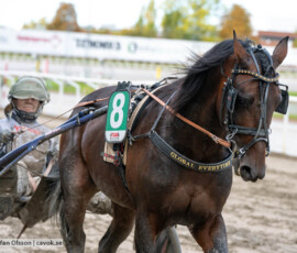 Global Everytime och Bernardo Grasso | Jägersro 261017 | Foto: Stefan Olsson