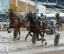 Star Cash och Max Säker Lysell | Jägersro 261017 | Foto: Stefan Olsson