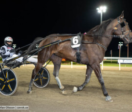 Borups Chaplin och Bernardo Grasso | Jägersro 261013 | Foto: Stefan Olsson