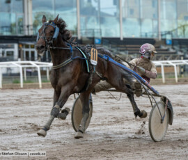 Bartholomew och Noa Reldén | Jägersro 261017 | Foto: Stefan Olsson