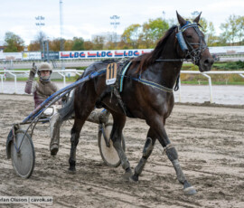 Bartholomew och Noa Reldén | Jägersro 261017 | Foto: Stefan Olsson