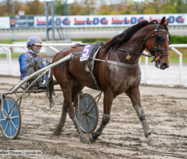 Divine Express och Jonas M Oscarsson | Jägersro 261017 | Foto: Stefan Olsson