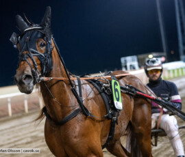 Mister Smartface och Adrian Kolgjini | Jägersro 261013 | Foto: Stefan Olsson